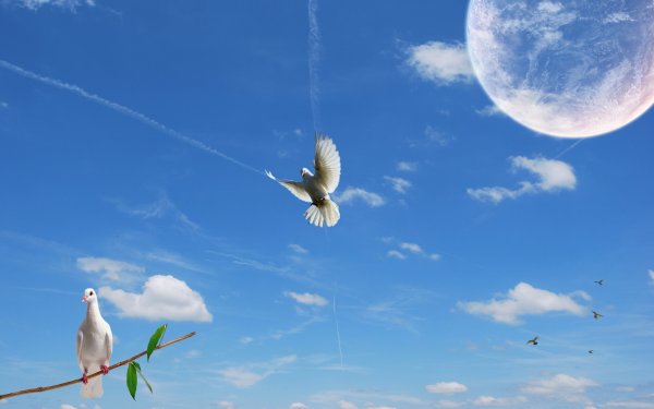 Голубь и солнце