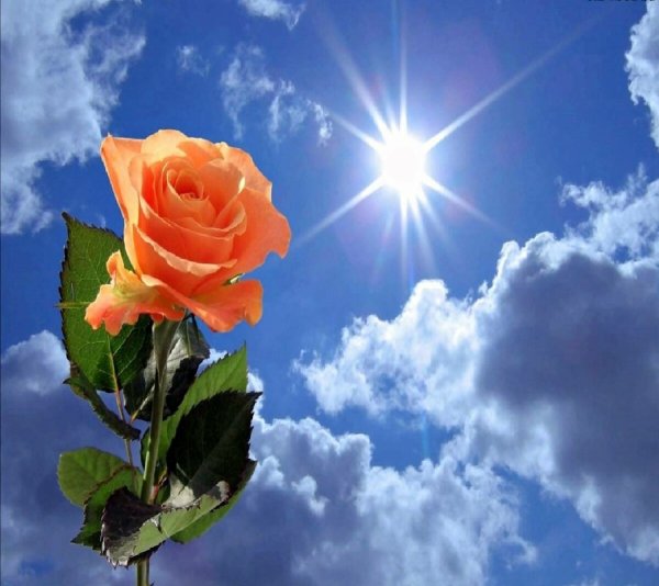 Небесные розы