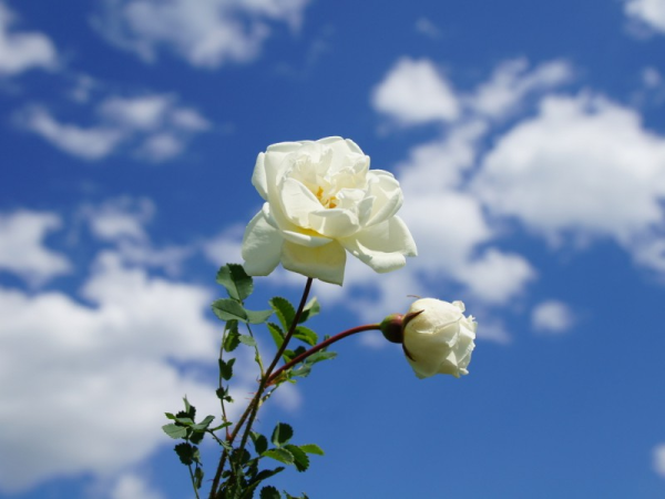 Голубь скорби