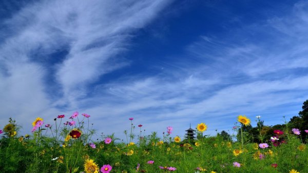 Небо Поляна цветы