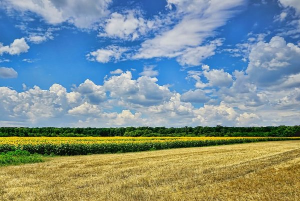 Поле панорама