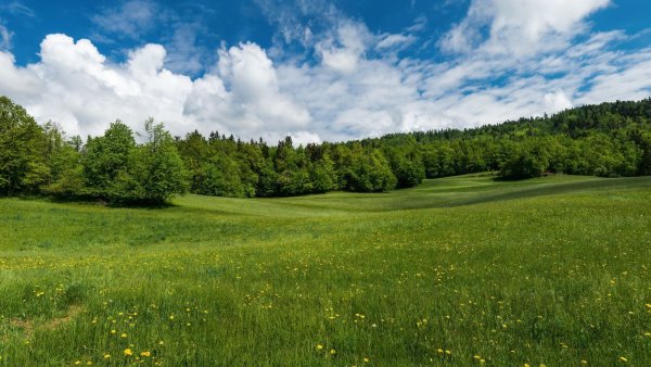 Поляна гача лайф