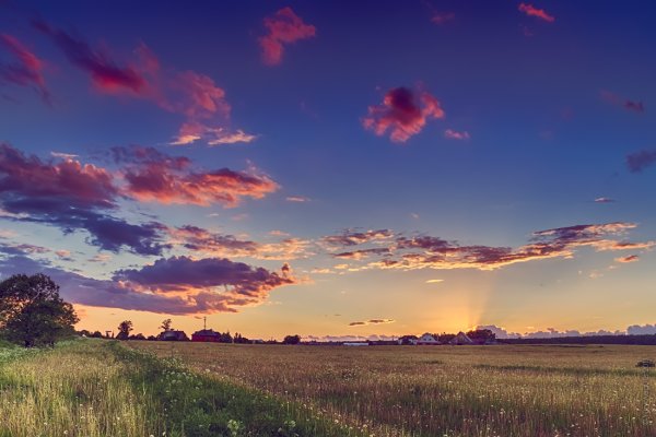 Поле одуванчиков голубое небо