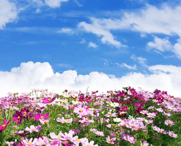 Трава и небо