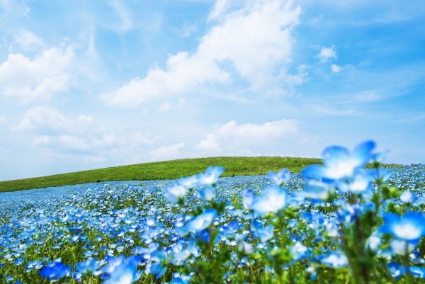 Аниме птицы в небе