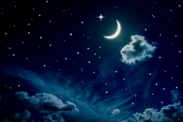 Ночное небо в лесу