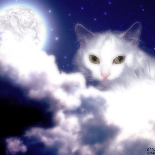 Котик и звездное небо