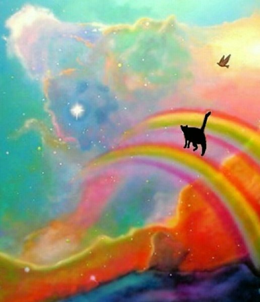 Кот на крыше