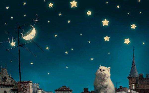 Аннет Логинова ангел. Кот