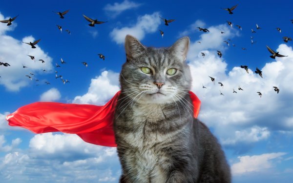 Котик в небе