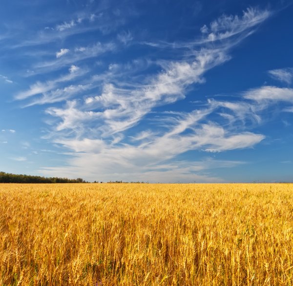 Золотое пшеничное поле