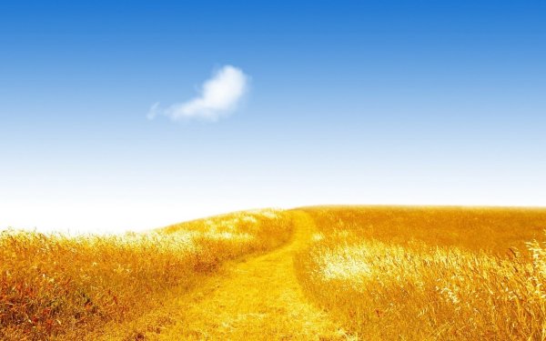 Красивый вид поля