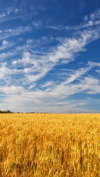 Пшеничное поле картинки