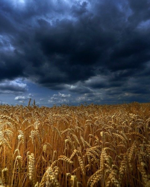 Пшеничное поле перед грозой