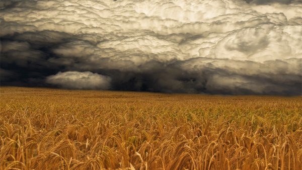 Пшеничное поле