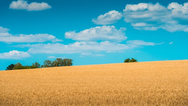 Поле с колосьями