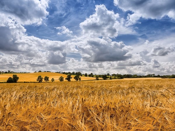 Пшеничное поле Украина