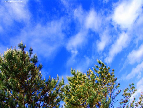 Сосны небо
