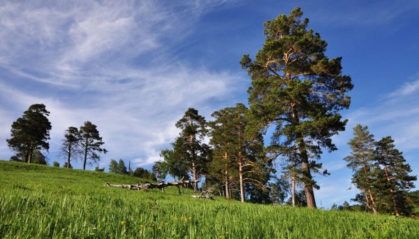 Сосновый Бор опушка