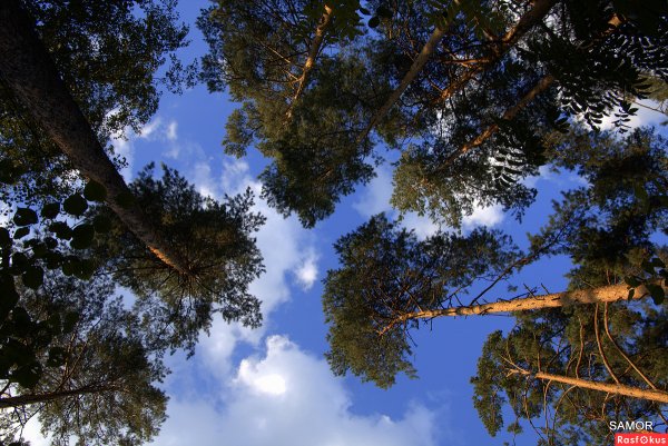 Сосны до неба