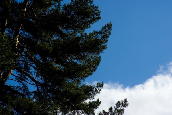 Сосны небо