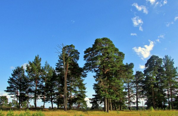 Сосны Пикассо сосны