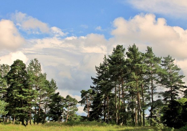 Север Подмосковья сосны холмы