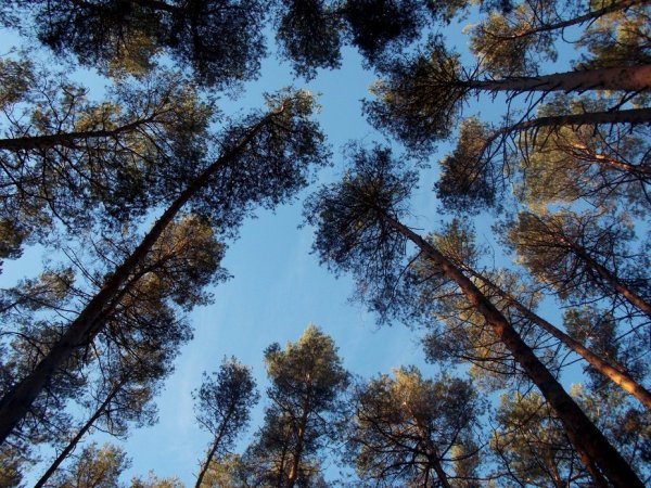 Сосны и голубое небо