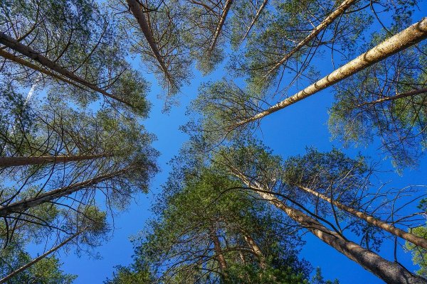 Сосны небо