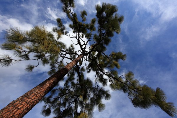 Сосна Ламберта