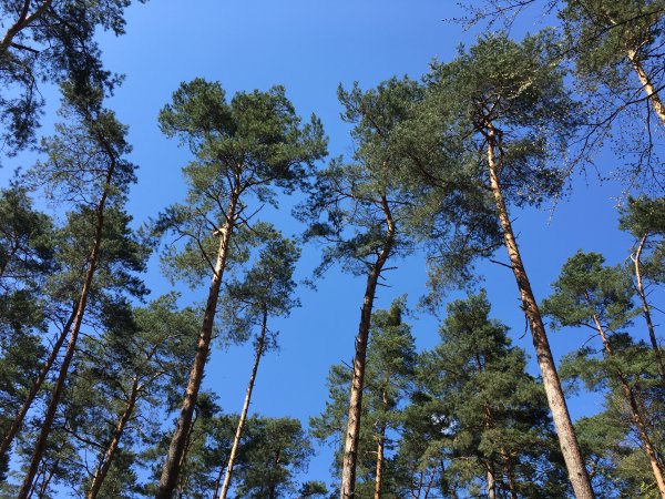 Корабельные сосны