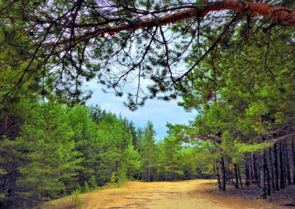 Иннокентьевский Сосновый Бор