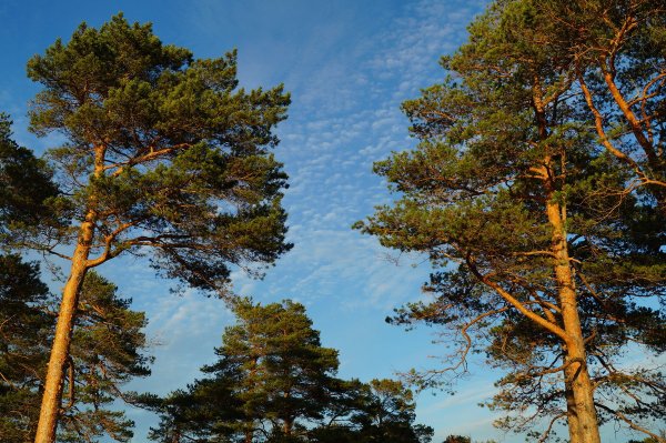 Сосны Башкирия