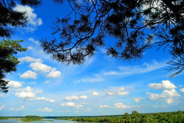 Сосна на фоне неба