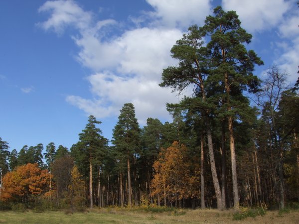 Сосновый Бор Миасс