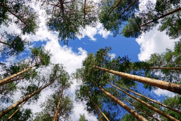 Небо сквозь сосны