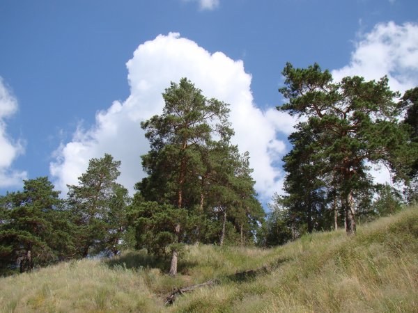 Холм в Сосновом лесу