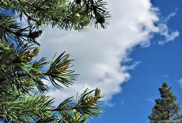 Сосновая ветка