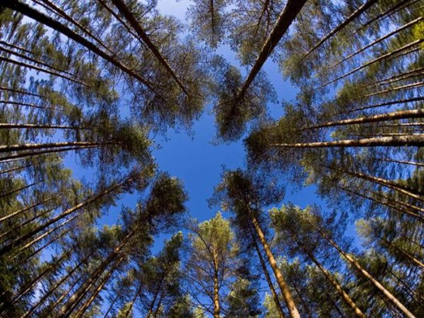 Лес снизу вверх