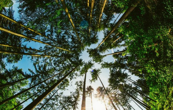 Деревья в лесу снизу вверх