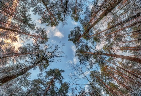 Таежный лес снизу вверх