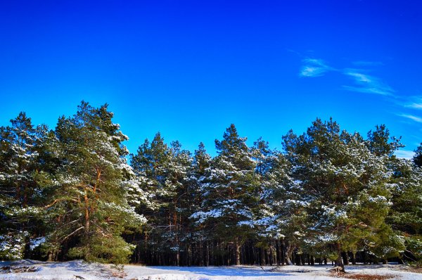 Сосновый лес в снегу