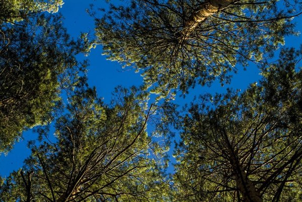 Сосновый лес небо