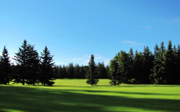 Лес панорама