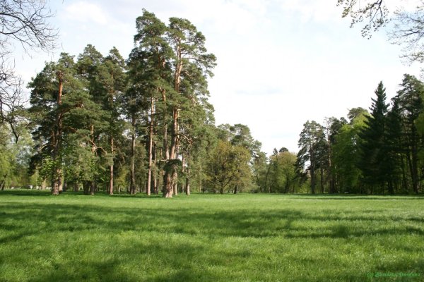 Сосновый Бор опушка