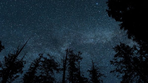 Звезда в лесу