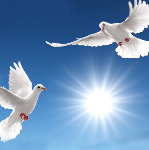 Благовещение птицы