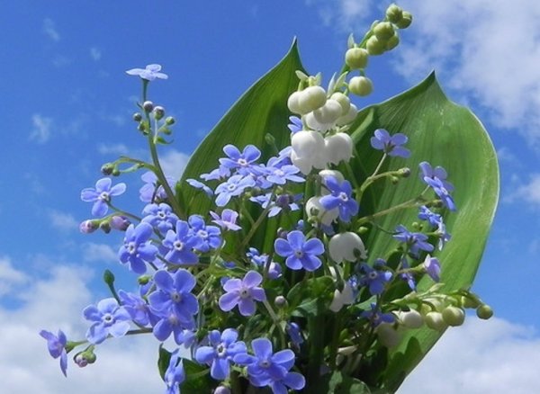 Цветы Ландыши и незабудки