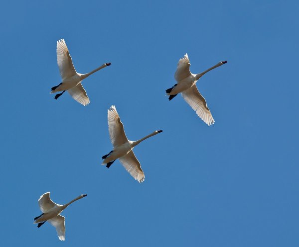 Клин журавлей Стефашина