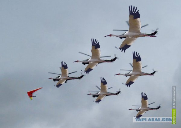 Косяк журавлей в небе